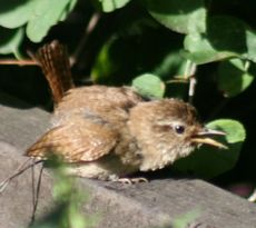 junge-amsel 014.jpg